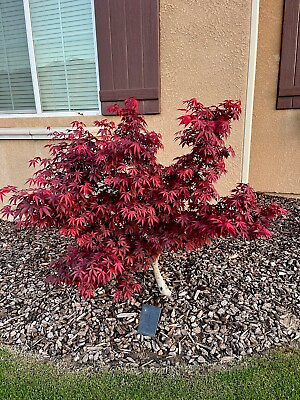 #ad Red Japanese Maple Tree 1 2’ tall Acer Palmatum Atropurpureum. LIMITED SUPPLY $8.00
