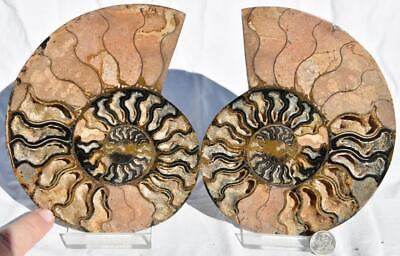 #ad RARE 1n100 BLACK Ammonite PAIR Deep Crystals 110myo FOSSIL XXL 160mm 6.4quot; 2885xx $143.99