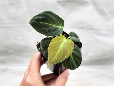 #ad Philodendron Melanochrysum Philodendron Black gold live houseplant in 3quot; pot $14.99
