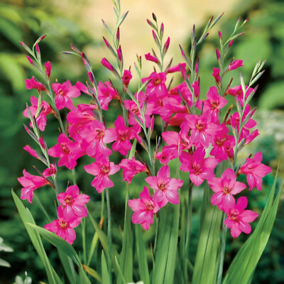 #ad #ad 20 Byzantine Gladiolus Seed Gladiolus communis Beautiful Species Sword Lily $5.00