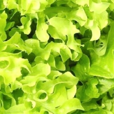 #ad Salad Bowl Lettuce Seeds NON GMO Heirloom Fresh Garden Seeds $200.00