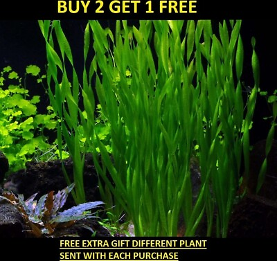 #ad *Buy 2 GET 1 FREE* 6 Jungle Val Italian val vallisneria Live Aquarium Plants🌱 $8.50