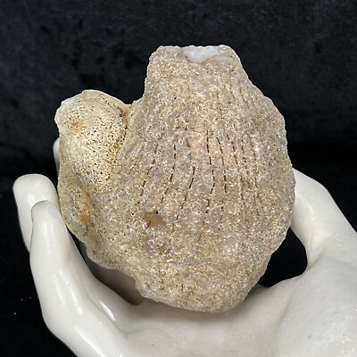 #ad 3” Unique Unopened Geode Rattler Fossil Crystal Quartz Break Your Own Geodized $25.00