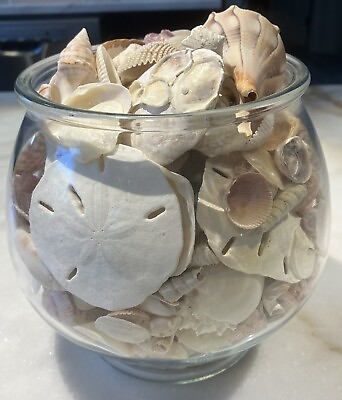#ad Beautiful Vase Of Sea Shells Decoration Or Center Piece 5LBS Total $39.95