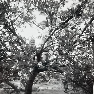 #ad TD Photograph Girls In Blooming Tree Climbing Climb 1960 $14.50