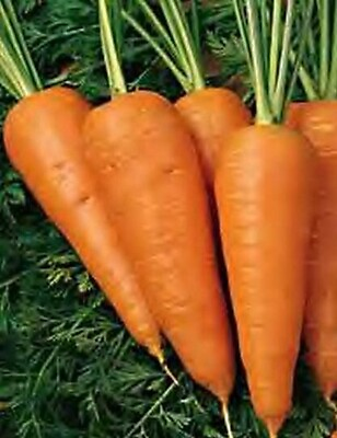 #ad CHANTENAY RED CORED CARROT SEEDS 1000 vegetable GARDEN culinary FREE SHIPPING $2.05