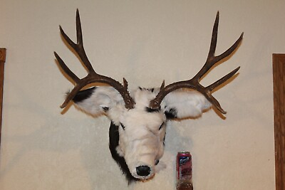 #ad Novelty Mule Deer Steer Head Shoulder Mount Taxidermy Shed Antler Hunt Whitetail $285.00