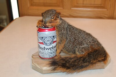 #ad New Taxidermy Drunk Squirrel Mount Budweiser Beer Novelty Mule Whitetail Deer $315.00