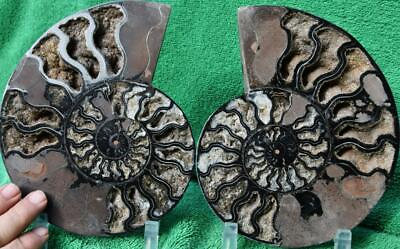 #ad RARE 1n100 BLACK Ammonite PAIR Deep Crystals 110myo FOSSIL XL 180mm 7.1quot; a3696vv $191.99