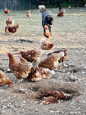 #ad rhode island red chicken hatching eggs $20.00