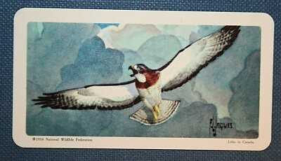#ad SWAINSON#x27;S HAWK Vintage Colour Card DD02 GBP 4.99