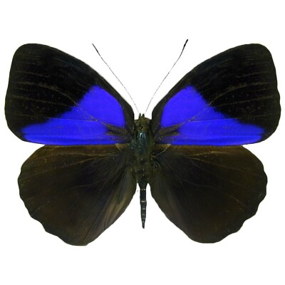 #ad Eunica amelia blue black butterfly Peru UNMOUNTED WINGS CLOSED $8.00