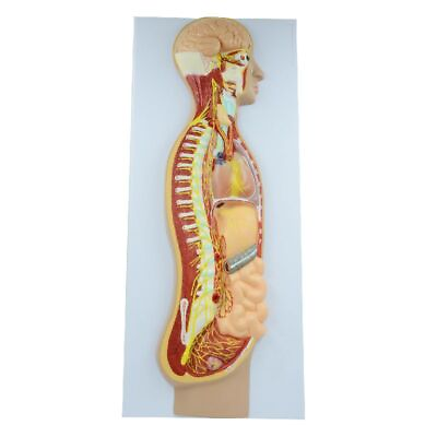 #ad Automatic Nervous System Sympathetic Parasympathetic Nervous Anatomy Teaching $473.79