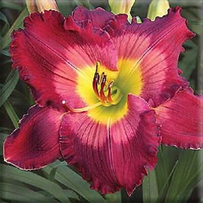 #ad FORTUNE BERRY Daylilies 3 fans Return and multiply yearly World#x27;s Finest $49.95