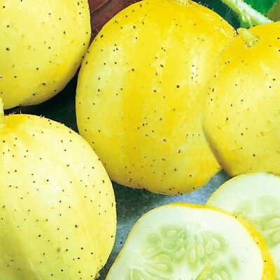 #ad Lemon Cucumber Seeds NON GMO Heirloom Fresh Garden Seeds $160.00