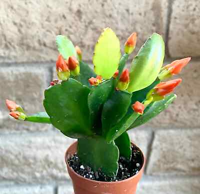 #ad Orange Flower Easter Cactus Rhipsalidopsis Gaertnerrii $9.95