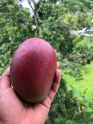 #ad Grafted Mango Haden mangifera Tropical Fruit Tree 3’ 4’ feet $89.99