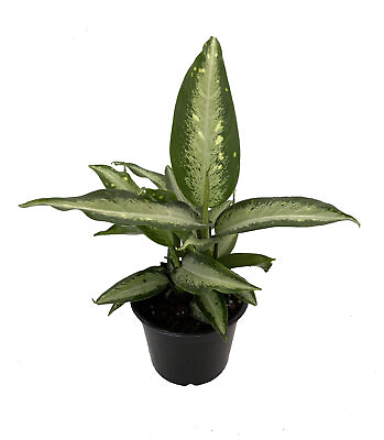 #ad Panther Dieffenbachia Easy to Grow Very Durable 6quot; Pot $17.99