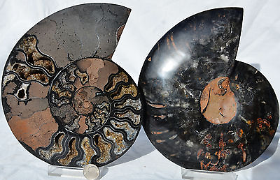 #ad RARE 1 n 100 BLACK Ammonite Pair Deep Crystals XXL 7.5quot; 110myo 192mm n26361uu $215.99