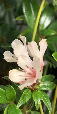 #ad Rhododendron #x27;Little Bo peep’ Miniature Vireya White and Pink Flowers 2 Growths $19.99