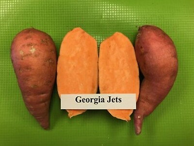#ad 10 Sweet Potato Slips Plants Georgia Jet Non GMO amp; Chemical Free $10.99