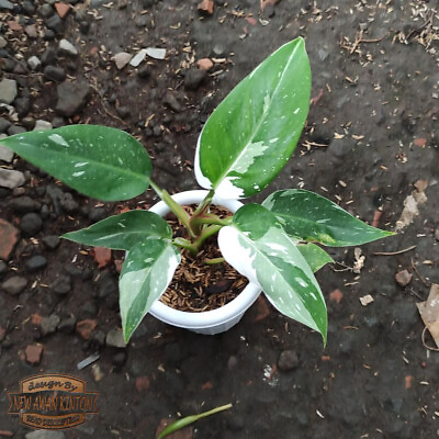 #ad Philodendron White Princess Indoor Plant Free Phytosanitary $37.00