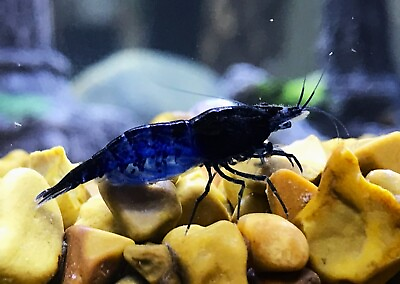 #ad 10 Blue Dream Neocaridina Live Shrimp Home Tank Raised Not Imports $29.49