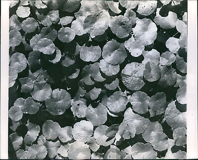 #ad 1964 Lawn Marsh Pennywort Plants Groundcover Landscaping Gardens 8X10 Photo $24.99