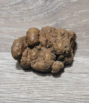 #ad Washington State Coprolite Genuine Fossilized Feces Poop Dung FREE Bonus Piece $11.75