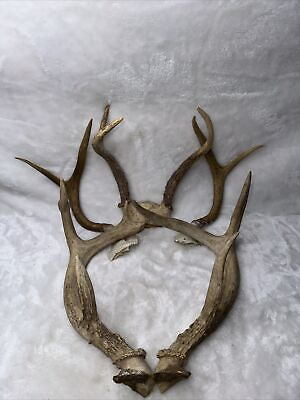 #ad 3 Sets Of White Tail Deer Antlers $85.00
