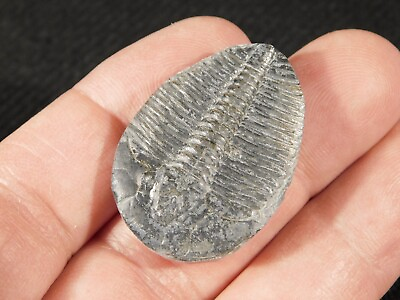 #ad 500 Million Year OLD TRILOBITE Fossil From Jurassic Utah 5.61 $25.99
