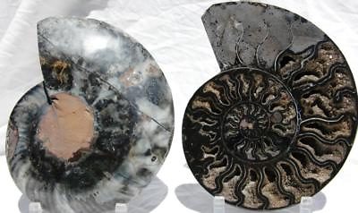 #ad RARE 1 n 100 BLACK Ammonite PAIR Deep Crystal 110myo FOSSIL XL 205mm 8.1quot; 1521xx $302.39