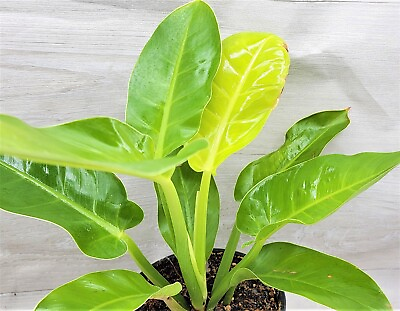#ad Philodendron Moonlight Golden Goddess Philodendron live houseplant in 6quot; Pot $30.99
