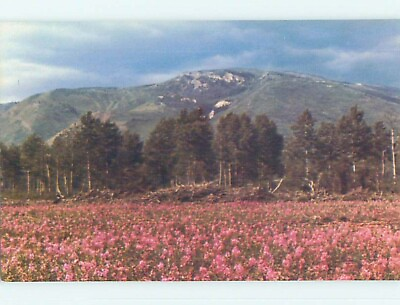 #ad Unused Pre 1980 TOWN VIEW SCENE Pink Mountain Peace River BC : 60k cards p7951 C $2.75