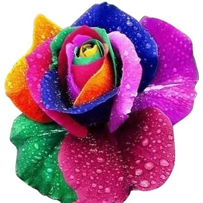 #ad 100Pc Colorful Rainbow Rose Flower Seeds Home Garden Plants Multi Color $3.19