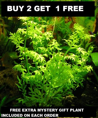 #ad Water Sprite Ceratopteris Siliquosa Live Aquarium Plants BUY2GET1FREE $8.49
