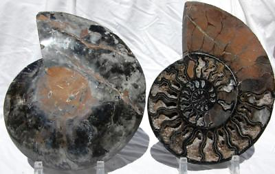 #ad RARE 1n100 BLACK Ammonite PAIR Deep Crystals 110myo XXL FOSSIL 243mm 9.6quot; 9045uu $359.99
