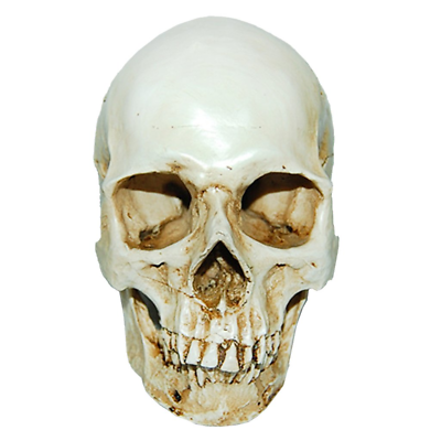 #ad Lifesize 1:1 Human Skull Replica Resin Model Anatomical Medical Skeleton $16.95