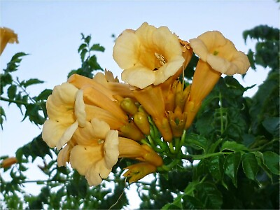 #ad Yellow Trumpet Creeper {Campsis radicans var. flava} 80 seeds Free Shipping $2.79