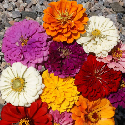 #ad California Giants Mix Zinnia Seeds Non GMO Free Shipping Seed Store 1188 $1.99