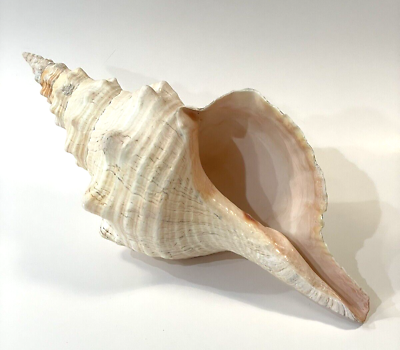 #ad Natural Vintage 14quot; Horse Conch Giant Huge Seashell Triplofusus Giganteus Shell $79.95