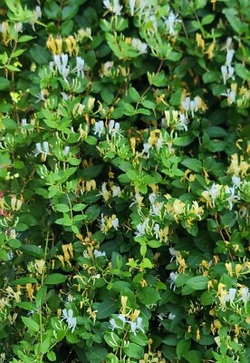 #ad 25 White amp; Yellow Japanese Honeysuckle Lonicera Cuttings 12quot; Vines No Roots $24.99
