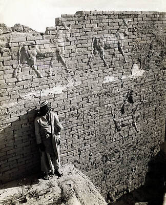 #ad Reliefs Of Bull And Dragon On A Wall Of Ishtar Gay Babylon. Ishtar W Old Photo AU $8.50