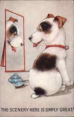 #ad Cute Dog Admires Self in Mirror SCENERY HERE IS SIMPLY GREAT Postcard $5.93
