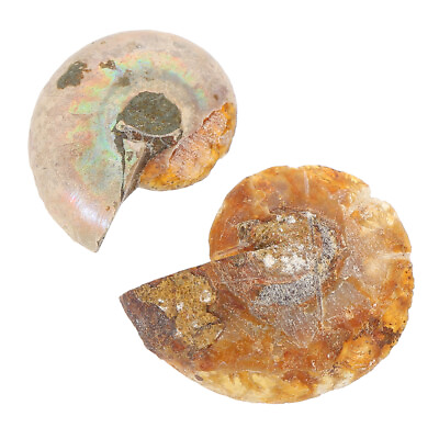 #ad 2 Pcs Ammonite Fossil Mark Ocean Decor Adornment Kid Toys Conch Home Childrens $8.45