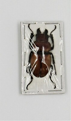 #ad Stag Beetle Odontolabis sommeri sommeri Amphiodonte 30 35mm Male FAST FROM USA $3.99