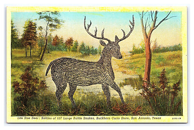 #ad Life Size Deer 657 Lg. Rattle Snake Rattles Curio Store San Antonio TX Postcard $5.99