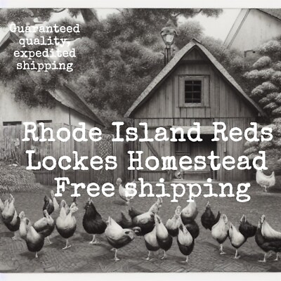 #ad 12 Rhode Island Reds Heritage Breed Hatching Eggs 100% Cage Free $20.00