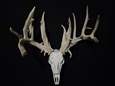 #ad HUGE 233quot; Whitetail Deer Shed Antlers Skull 25 Point Buck Wedding Decor Cabin $699.00