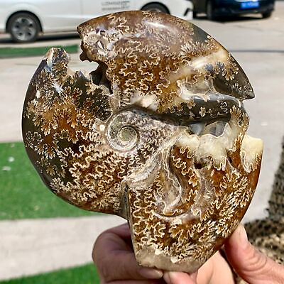 #ad 1.59LB Rare Natural Tentacle Ammonite FossilSpecimen Shell Healing Madagascar $181.30